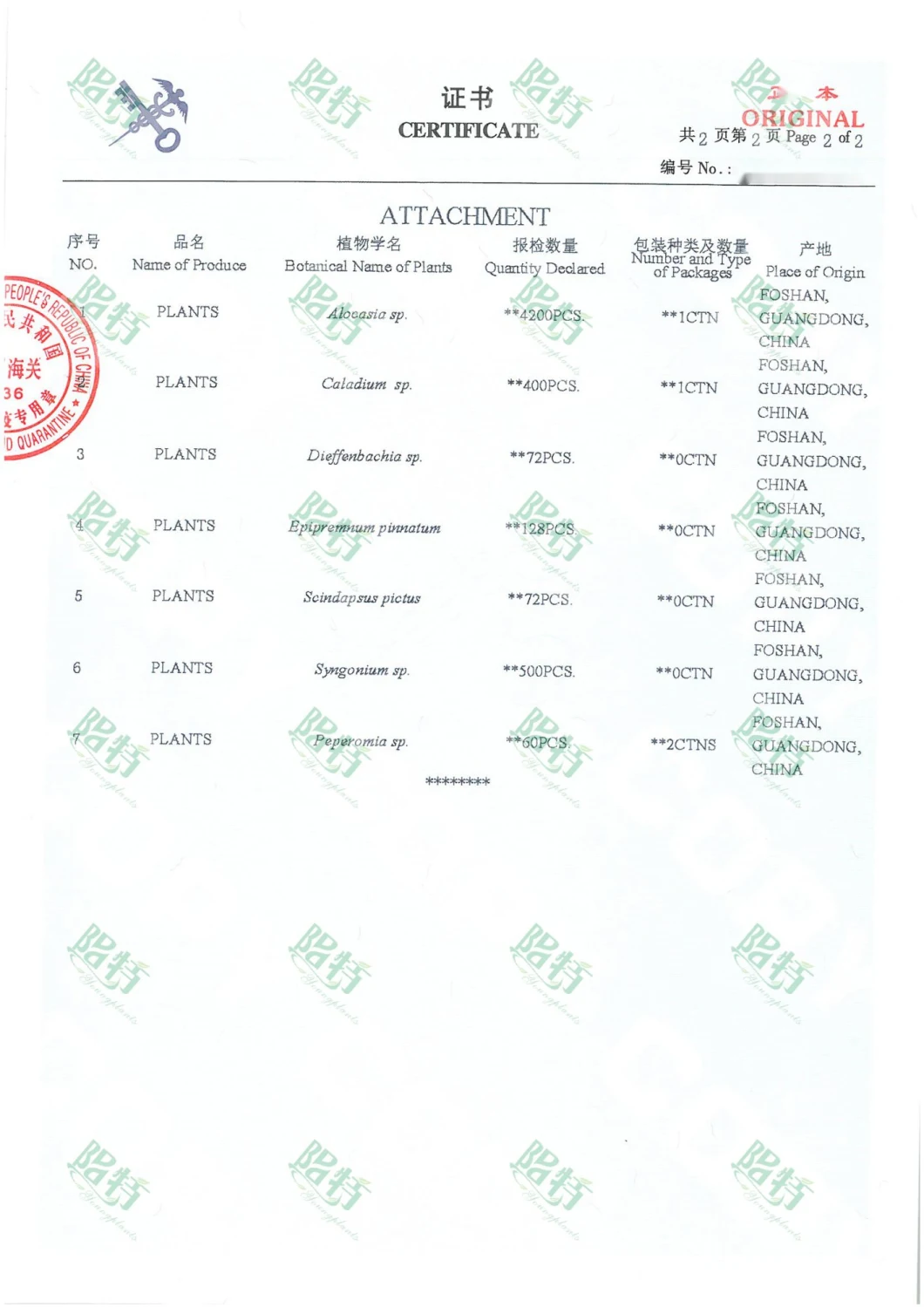 Peperomia Obtusifolia Jade Plant Nursery Wholesale Import From China