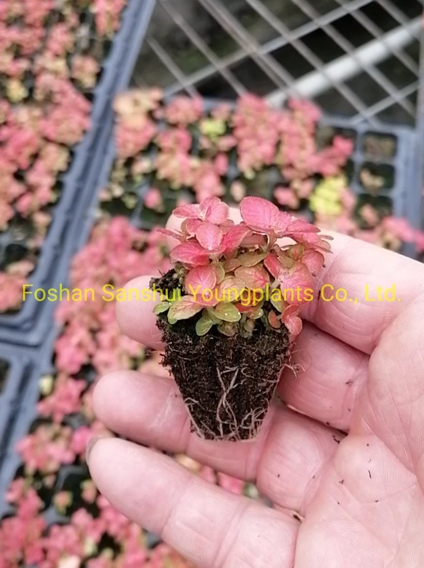 Fittonia Red Flame Indoor Plants Export Worldwide