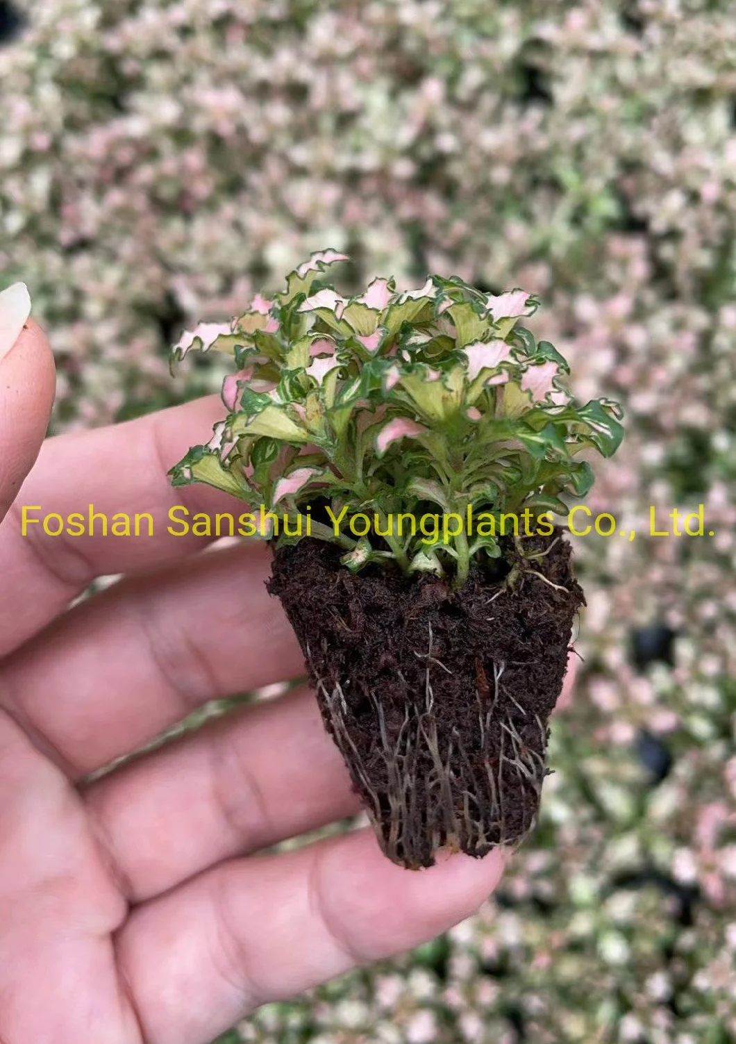 Fittonia Pink Indoor Plants Tissue Culture and Plugs Export Worldwide