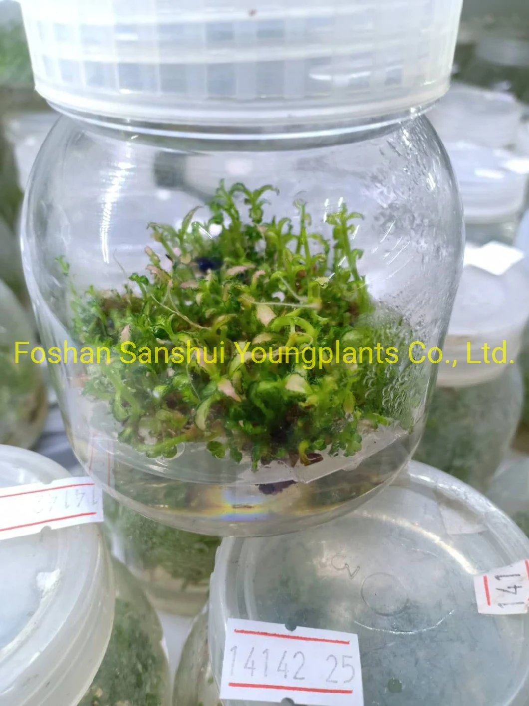 Fittonia Rosy Clouds Indoor Plants Tissue Culture Export Worldwide