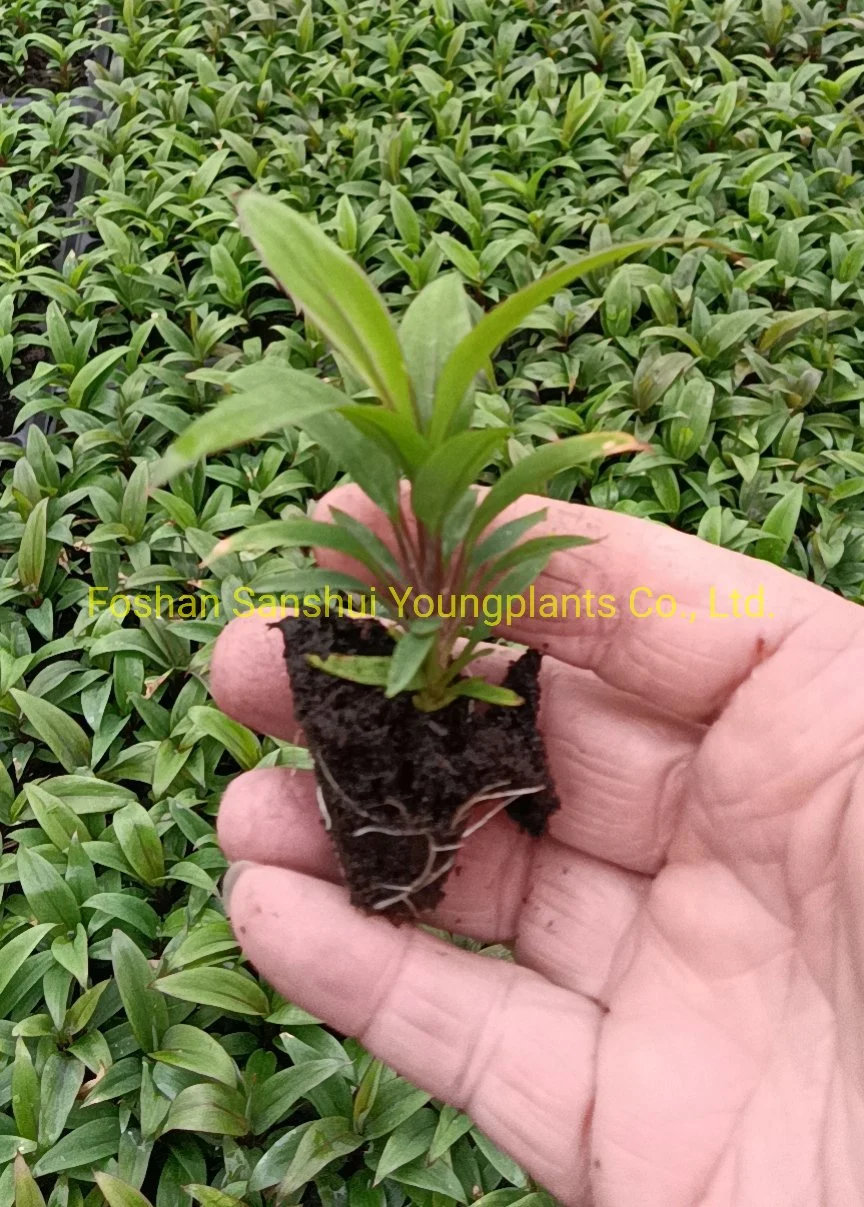 Cordyline Green Compacta Tray Plugs From Tissue Culture Live Plant