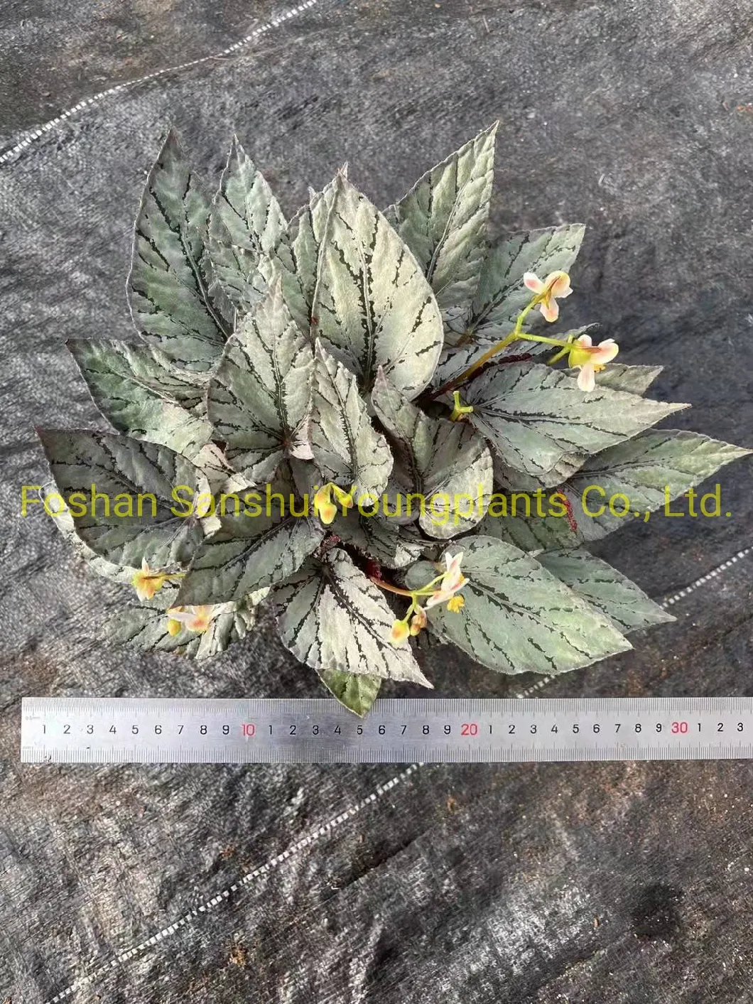 Begonia Rex Arctic Breeze Natural Plants Flower and Foliage Import From China