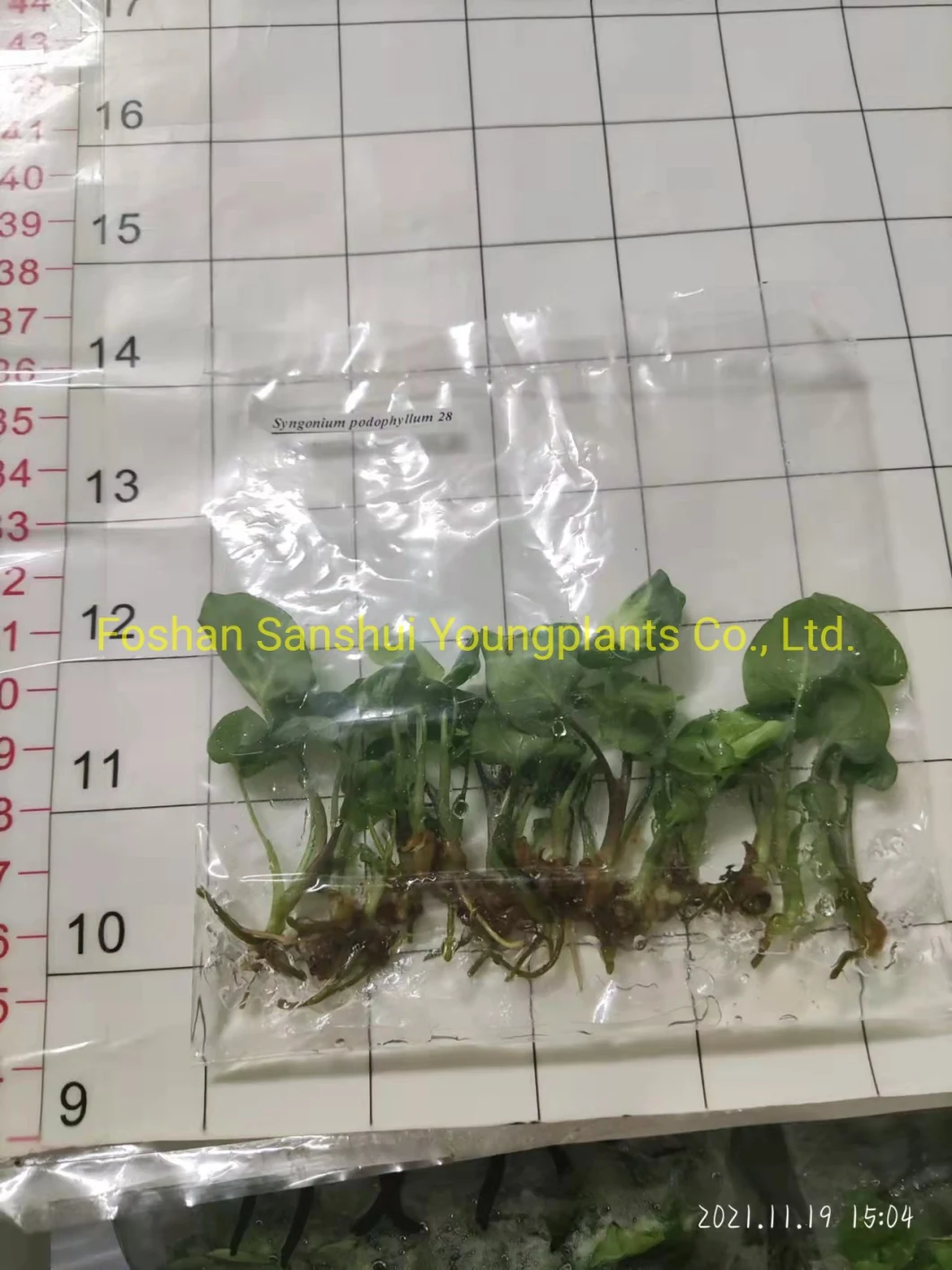 Tissue Culture Syngonium Tray Plug Indoor Plant Seedling