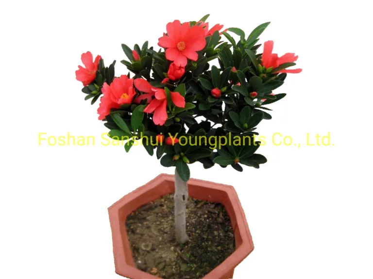 Foshan Youngplants - Camellia Azalea Flores rojas importadas de China  Plantas de jardinería vivas Woody&Shrubs