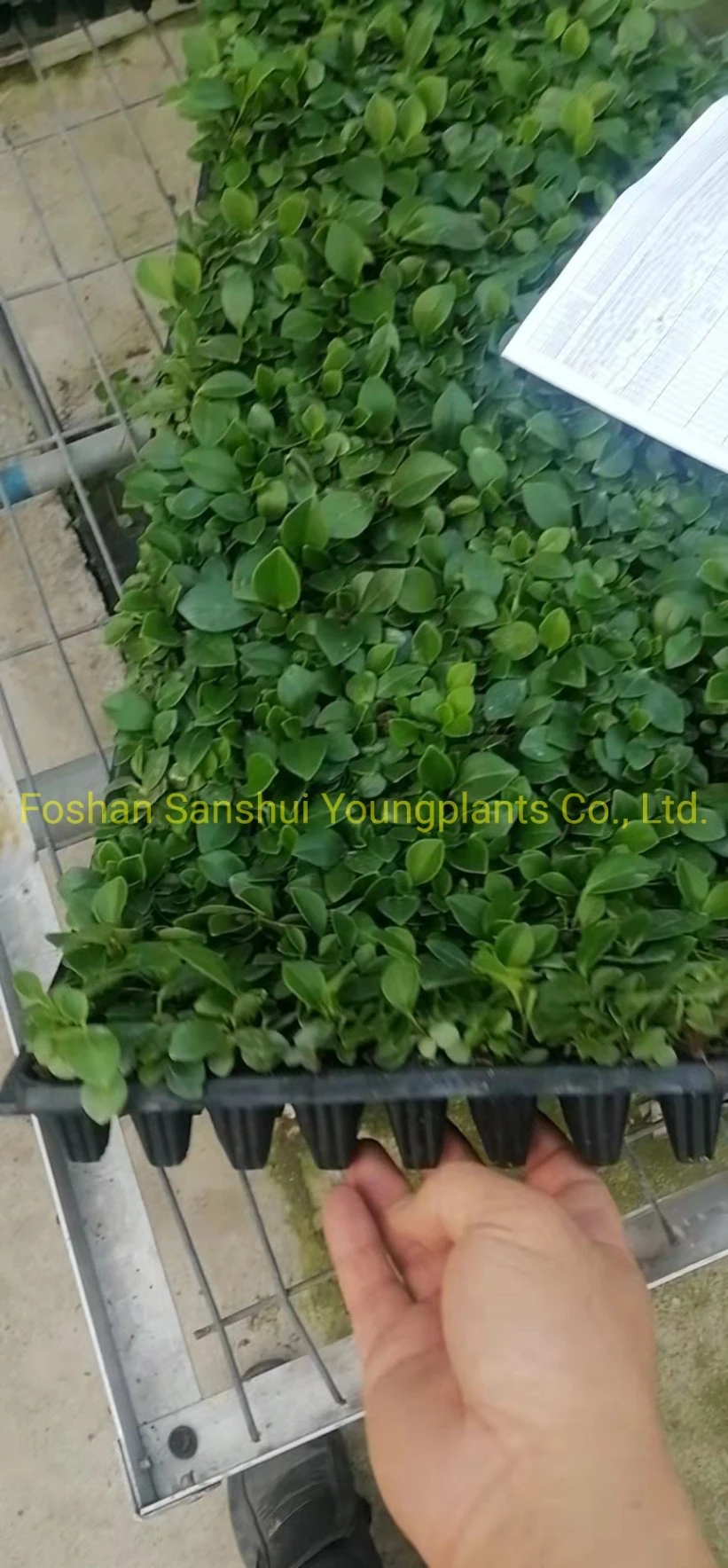 Peperomia Obtusifolia Plant Nursery Wholesale Import From China