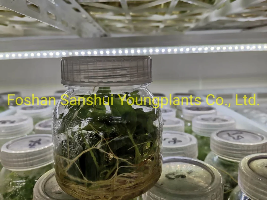 Schefflera Alpine Wholesale Plantlets Tissue Culture Young Plants