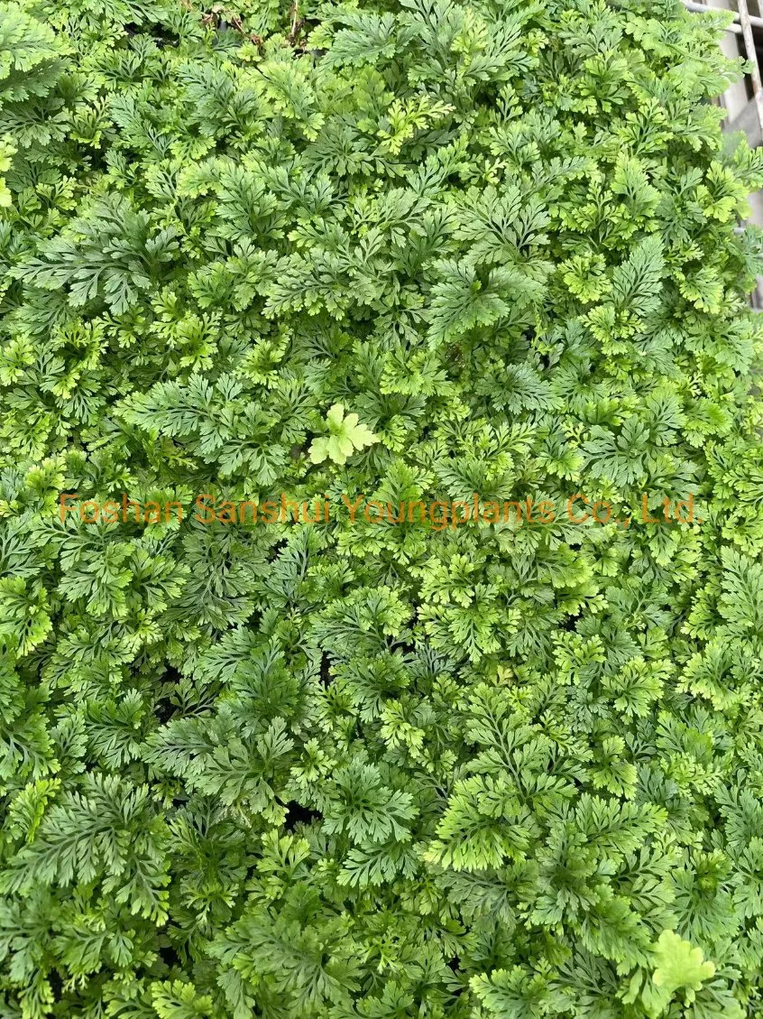 Fern Humata Tray Tissue Culture Young Live Natural Plant for Gardening