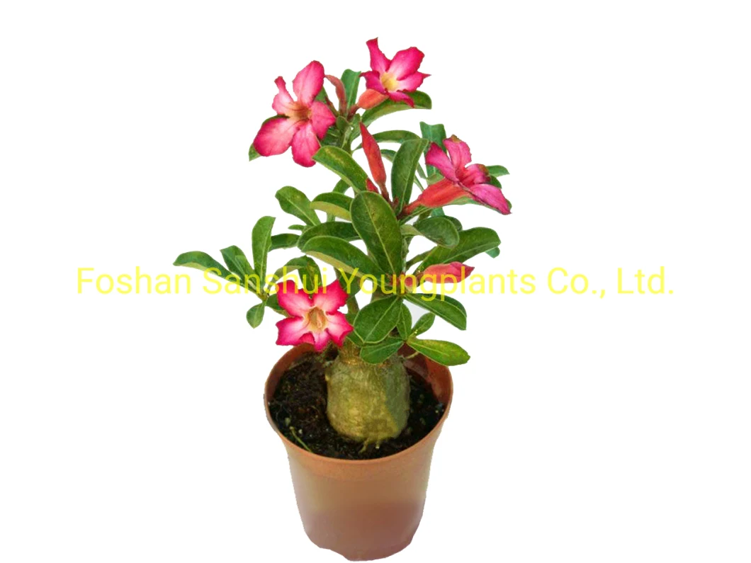 Adenium Obesum Bonsai Tray Pot Bonsai Plant Indoor Outdoor Ornament