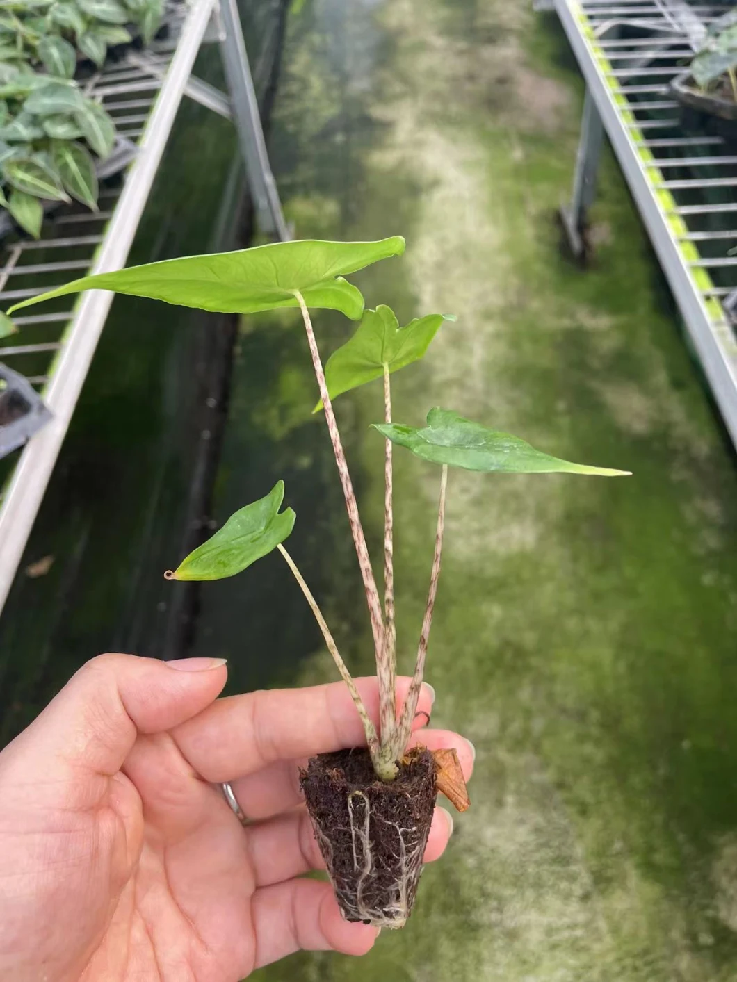 Alocasia Tigrina/Zebrina Special Patterned Stem Young Plants