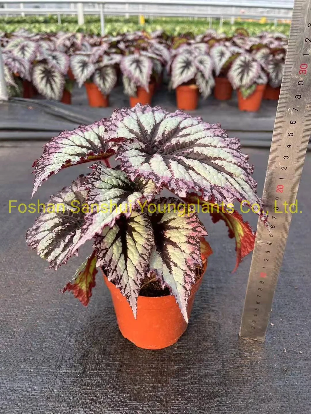 Begonia Fireworks Begoniaceae Family Import Plant From China