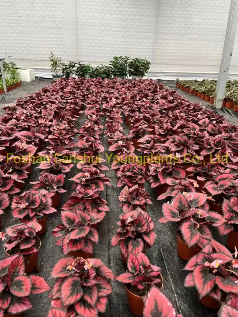 Foshan Youngplants - Бегония Red Heart Листва и цветущие растения Импорт из  Китая Begoniaceae