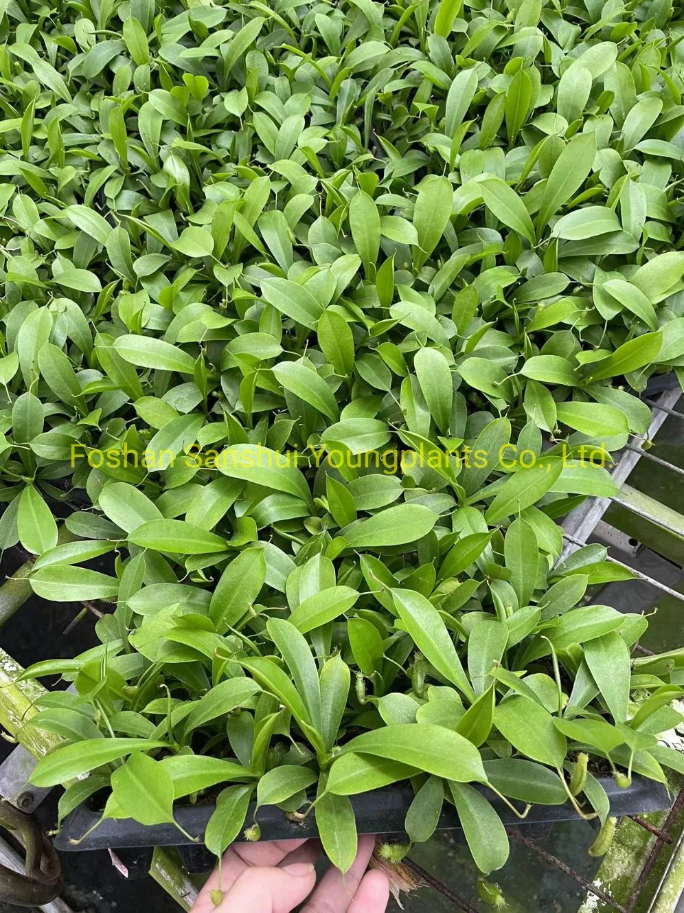 Nepenthes Alata Insects Trapper Tray Plant From Tissue Culture