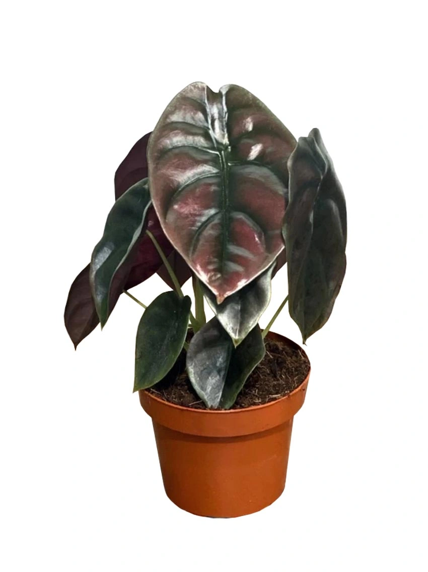 Foshan Youngplants - Alocasia Cuprea Rare Natural Live Plantlets Plants Wholesale Import Export Others Alocasia