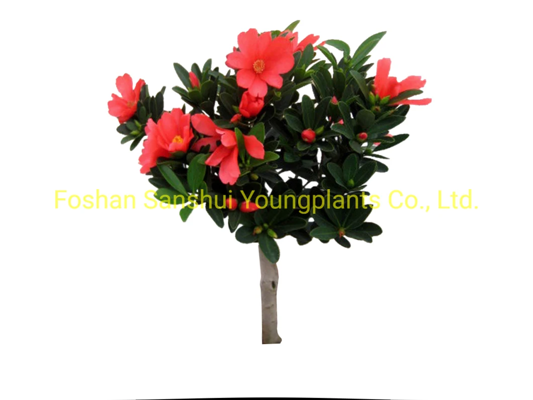 Foshan Youngplants - Camellia Azalea Flores rojas importadas de China  Plantas de jardinería vivas Woody&Shrubs