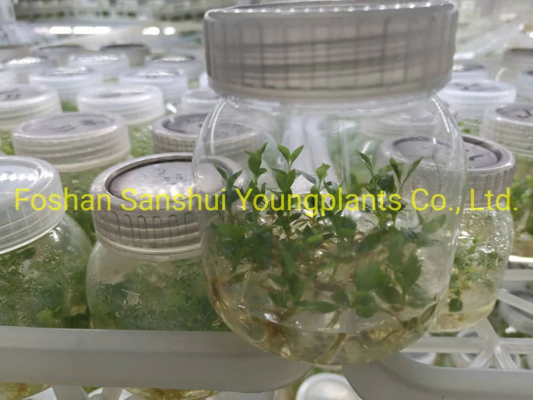Clusia Rosea Nuesery Wholesale Young Plants Products