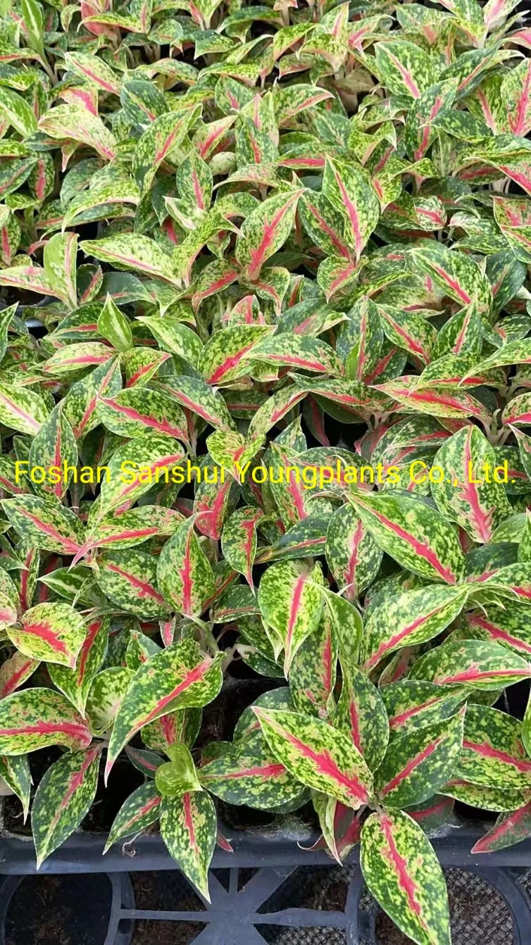 Aglaonema Night Sparkle Natural Live Young Plants Export Worldwide