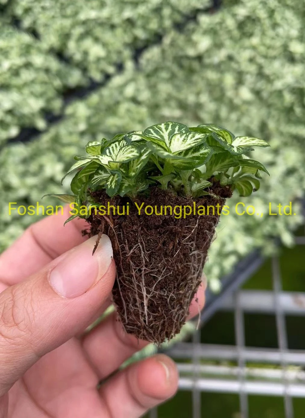 Fittonia Snow Anne Indoor Plants Tissue Culture and Plugs