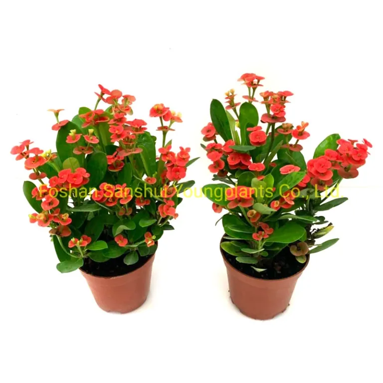 Cay Non Phật Sơn Cay Hoa Trong Nha Aphelandra Squarrosa Dania Mon Qua Năm Mới Than