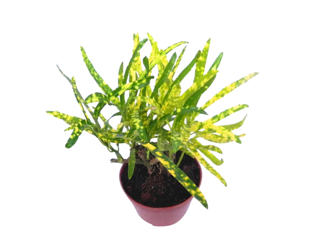 Codiaeum Variegatum Golden Star Bonsai Tray Natural Live Indoor Plant