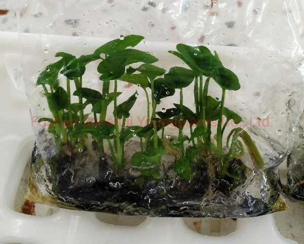 Tissue Culture Real Live Natural Syngonium Wendlandii Plant