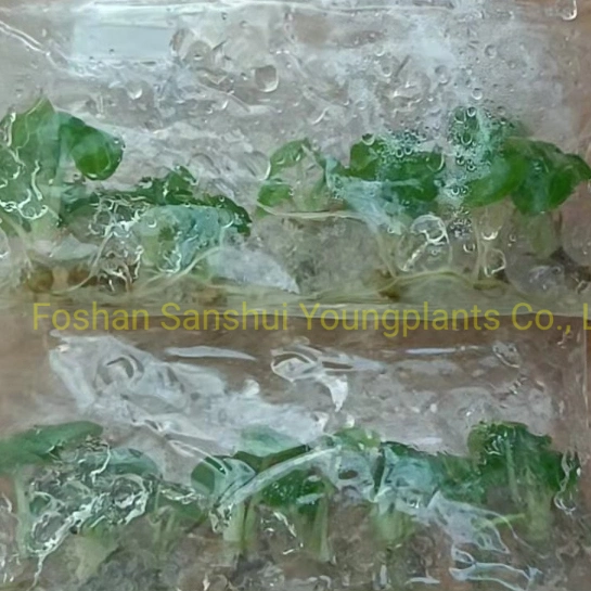 Alocasia Cuprea Rare Natural Live Plantlets Plants Wholesale Import Export