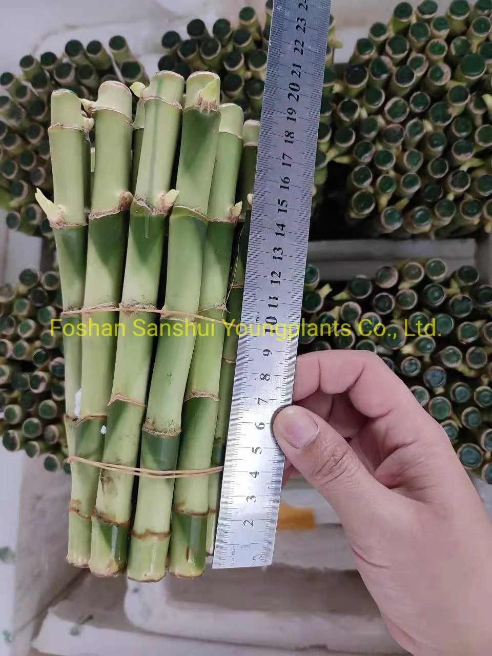 Straight Lucky Bamboo 20cm Wholesale Import From China
