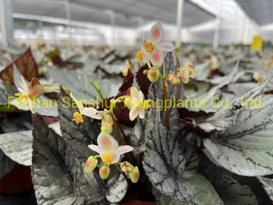Begonia Rex Arctic Breeze Natural Plants Flower and Foliage Import From China