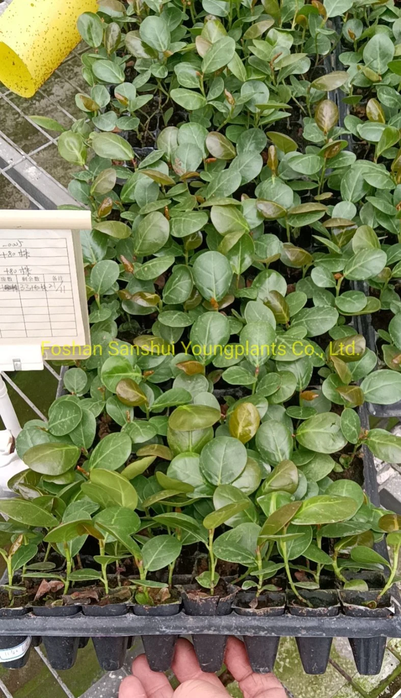 Tray/Plug Coccoloba Uvifera From Tissue Culture Plant Nursery Wholesale Import From China