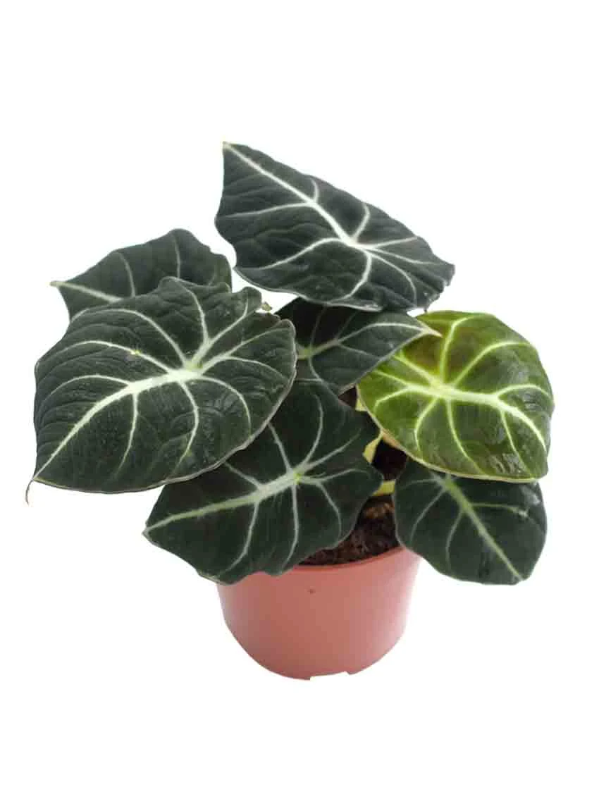 Foshan Youngplants - Alocasia Black Velvet Fluffy Foliage Live Tissue Culture Plug Tray Plant Others Alocasia