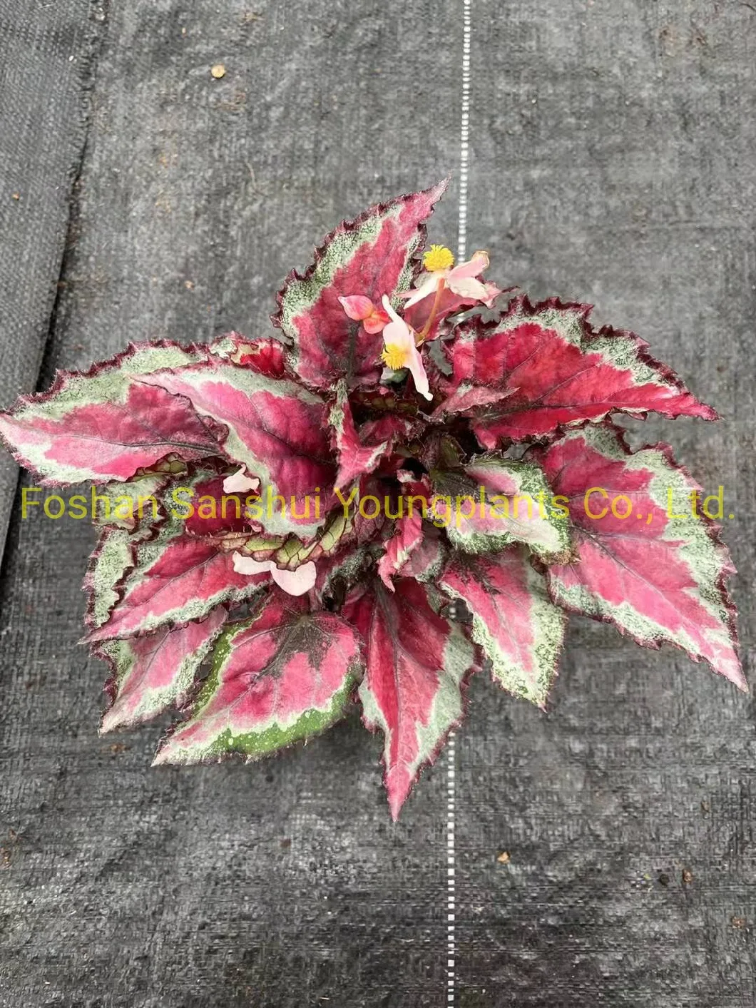Begonia Rex Spitfire King Foliage Begonia with Flowers Import From China
