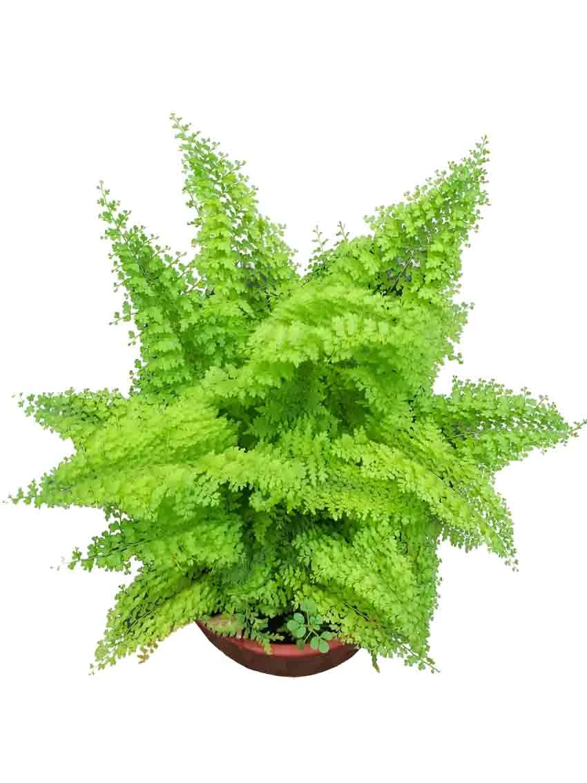 Foshan Youngplants - Fern Nephrolepis Домашний офис Лоток для комнатных  растений Пробка для молодых растений Папоротник