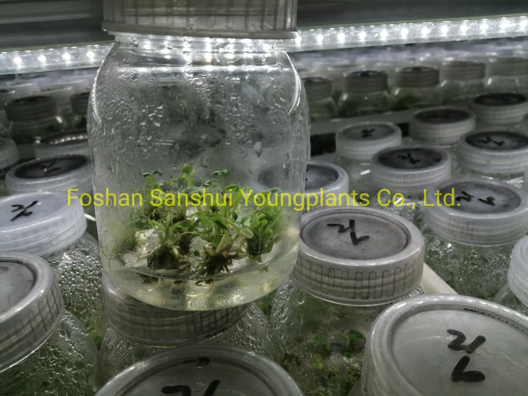 Caladium Tissue Culture Invitro Tray Plug Plant Import Wholesale From China
