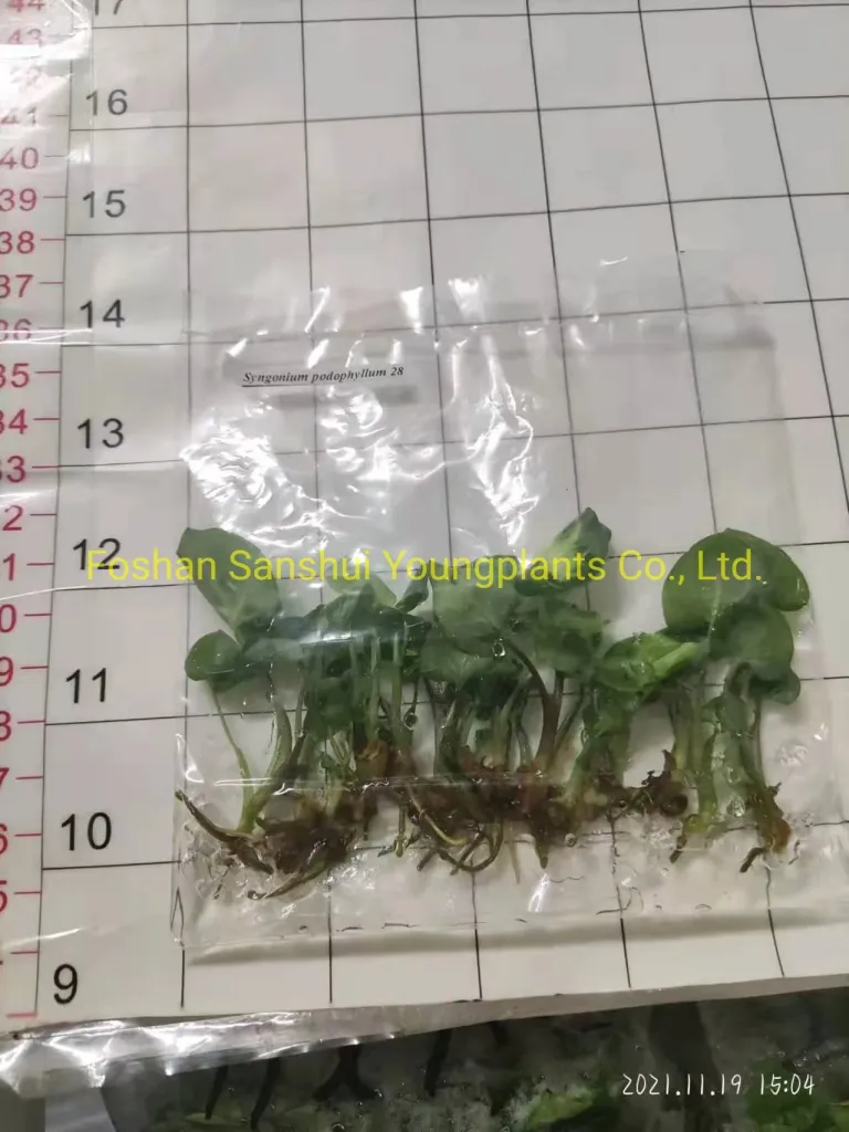 Молодые растения Syngonium Tissue Culture Рассада в помещении Syngonium  Batik Plant