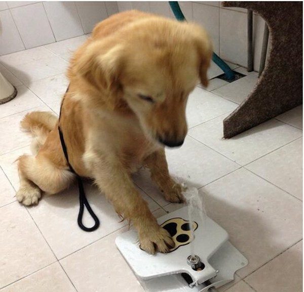 new update Automatic anti-rust surface cat dog water drinkbak cat water fountains