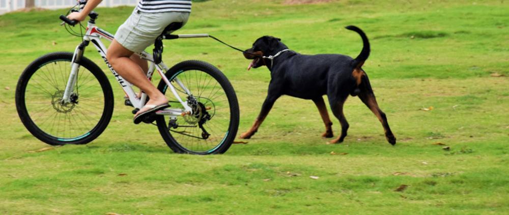 Hands Free Bike Attachment Running Biking Dog Jogging Leash Biking With Your Dog