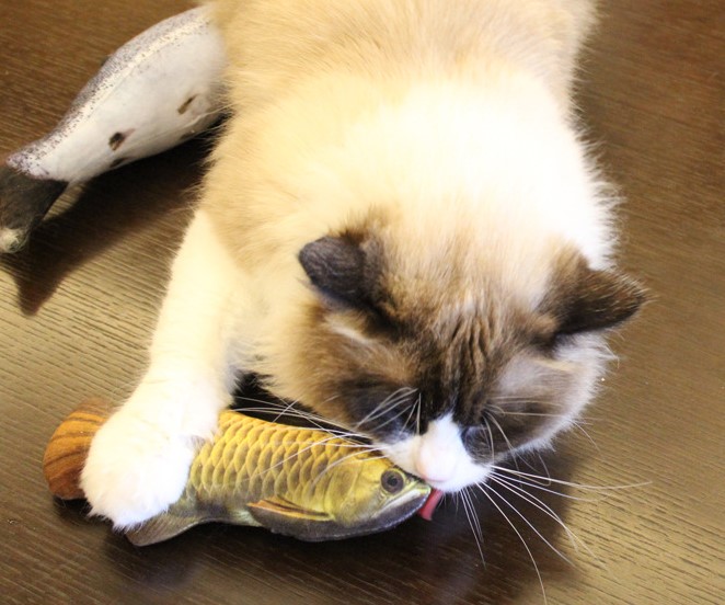 Hot selling realistic flopping fish electric pet cat toy