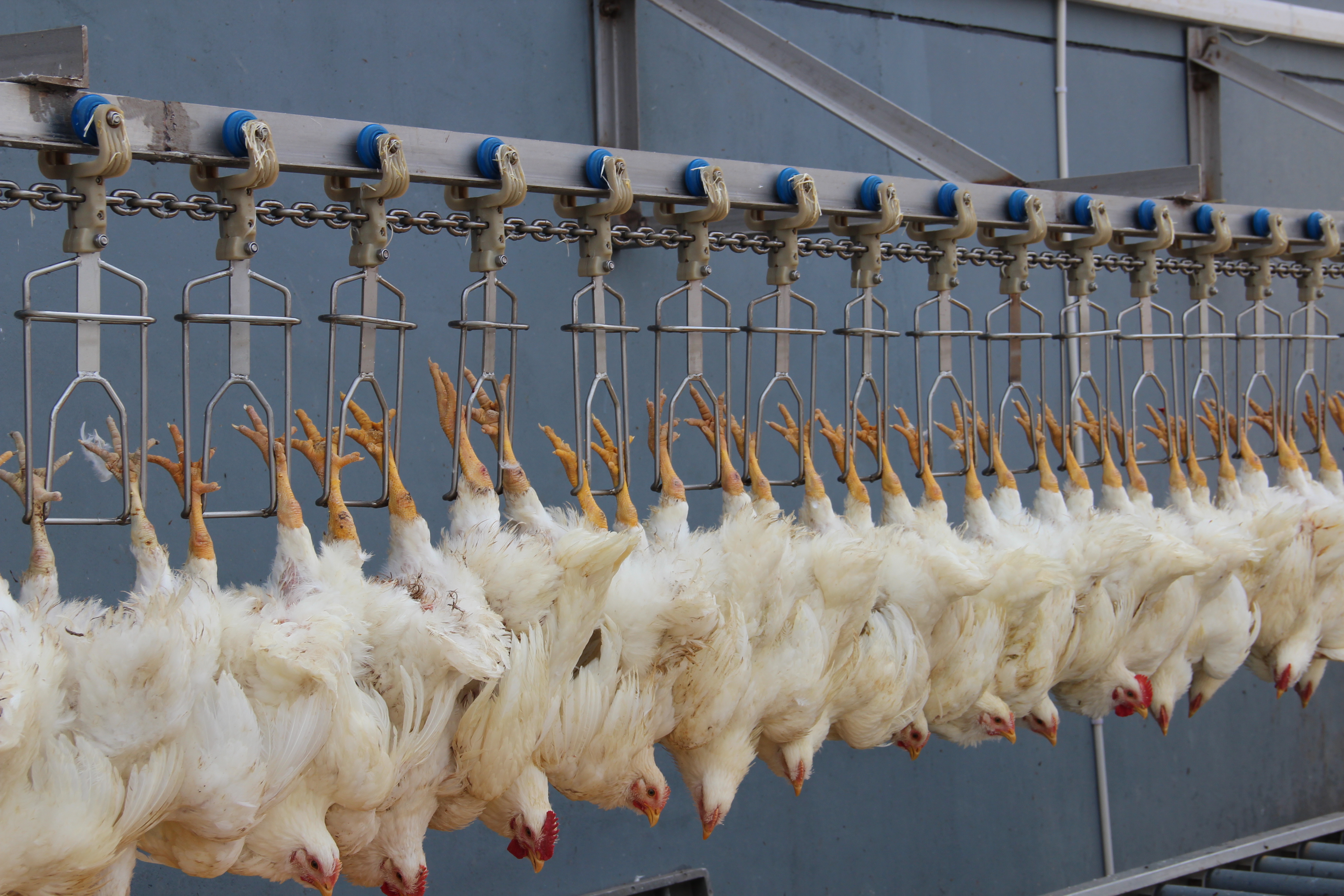 Slouter Farming Eruis - Efficient 500BPH Mobile Chicken Slaughter Line for Poultry Farm ...