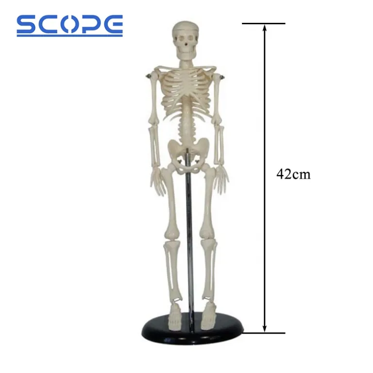 Modelo anatómico de 85 cm para estudio y soporte del esqueleto humano