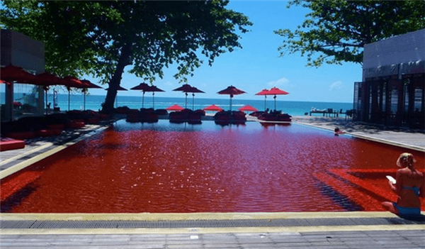 Thailand-blood-pool