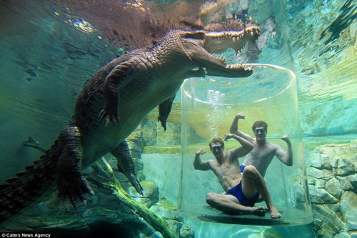 sharing-a-pool-with-a-crocodile
