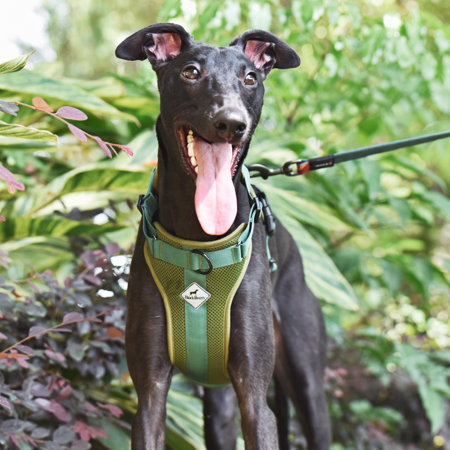 Wholesale Dog Supplies Manufacturers & Suppliers BlackDoggy